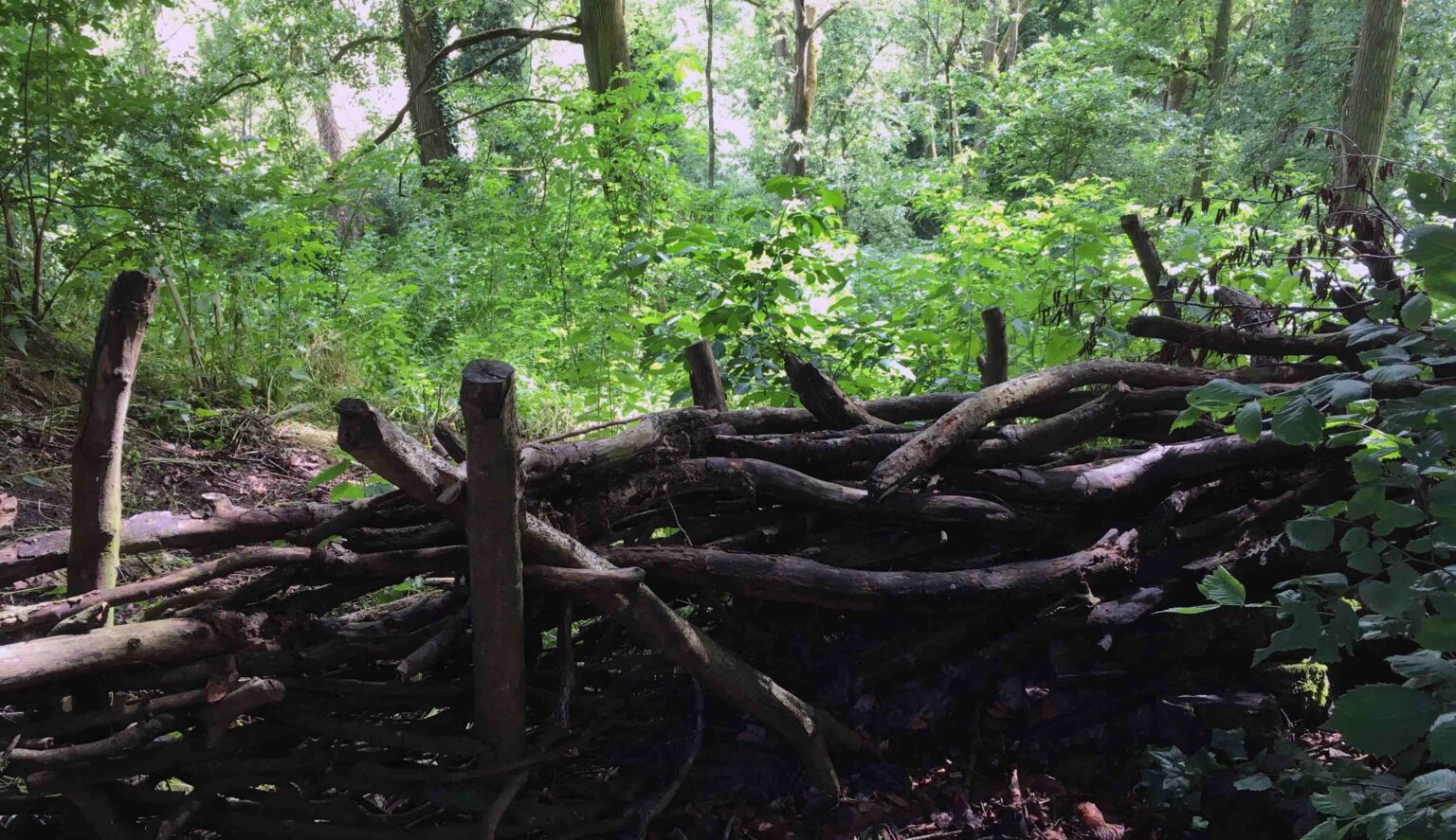 All the time in the world alphabetical days O Dewfall Hawk